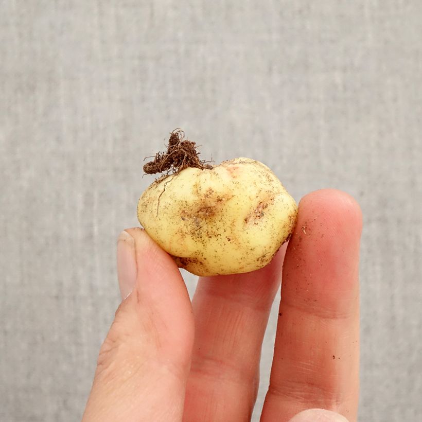 Spécimen de Capucine - Tropaeolum speciosum Bulbe calibre 8/10 tel que livré au printemps