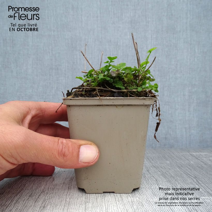 Spécimen de Cardamine des prés, Cresson des prés - Cardamine pratensis Godet de 8/9 cm tel que livré en automne