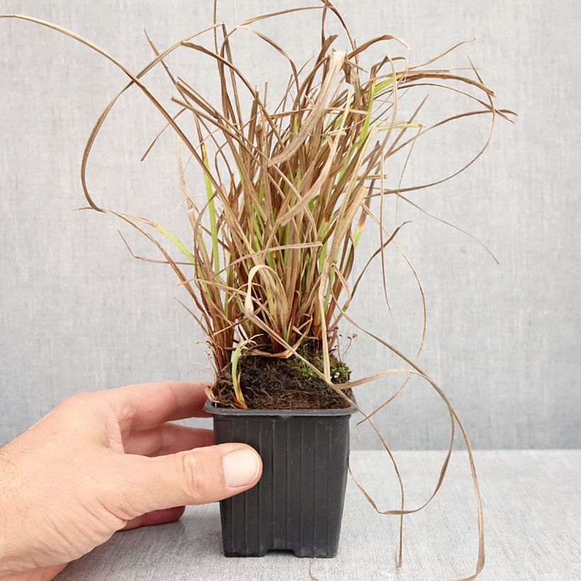 Spécimen de Carex acuta - Laîche aiguë Godet de 8/9 cm tel que livré en automne