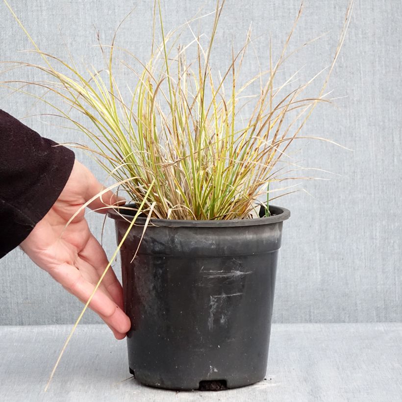 Spécimen de Carex brunnea Aureovariegata - Laîche panachée Pot de 2L/3L tel que livré en hiver