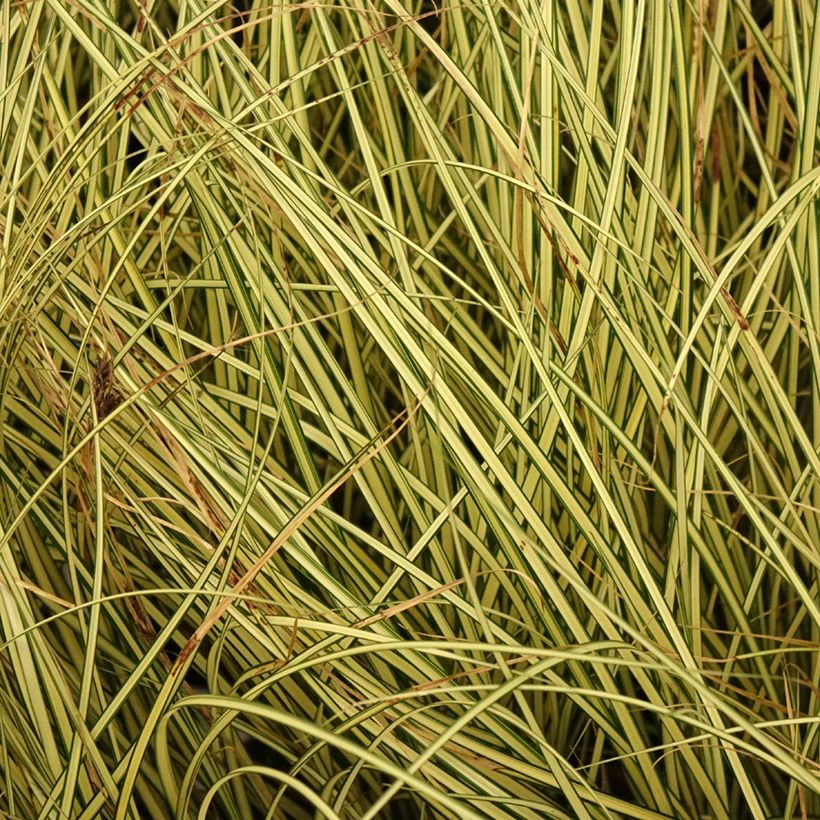 Carex brunnea Jenneke - Laîche (Feuillage)