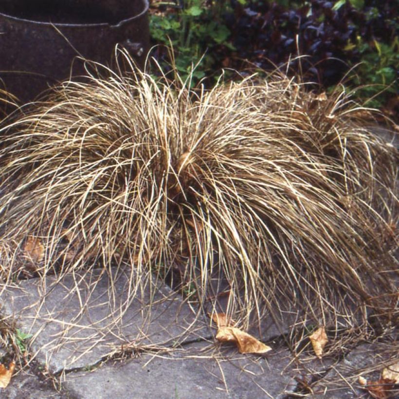 Carex buchananii - Laîche de Buchanan (Port)