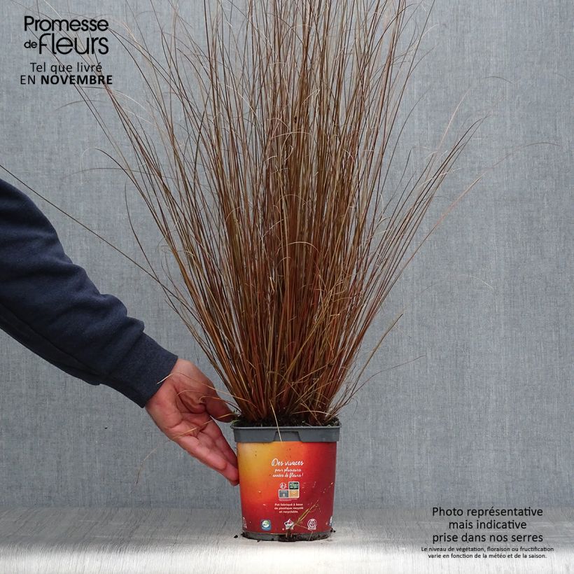 Spécimen de Carex buchananii - Laîche de Buchanan Pot de 2L/3L tel que livré en automne