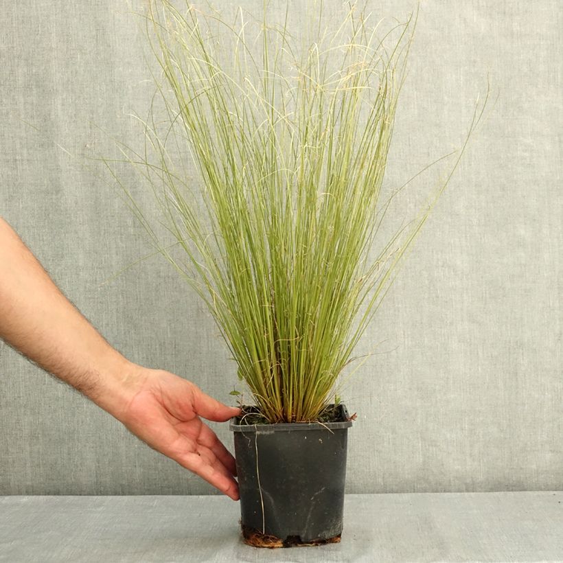 Spécimen de Carex buchananii Green Twist - Laîche de Buchanan Pot de 1,5L/2L tel que livré en été