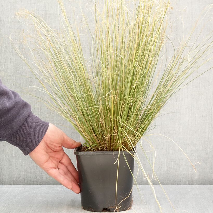 Spécimen de Carex buchananii Green Twist - Laîche de Buchanan Pot de 1,5L/2L tel que livré au printemps