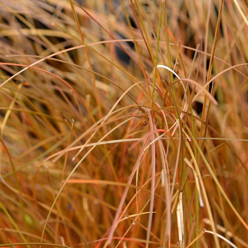 Carex comans Bronze Form - Laîche de Nouvelle-Zélande (Feuillage)