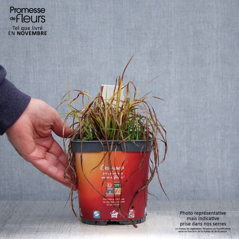 Spécimen de Carex elata Aurea - Laîche dorée Pot de 2L/3L tel que livré en automne