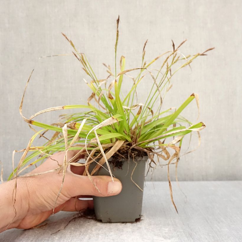 Spécimen de Carex EVERCOLOR® Everlite - Laîche d'Oshima Godet de 8/9 cm tel que livré au printemps