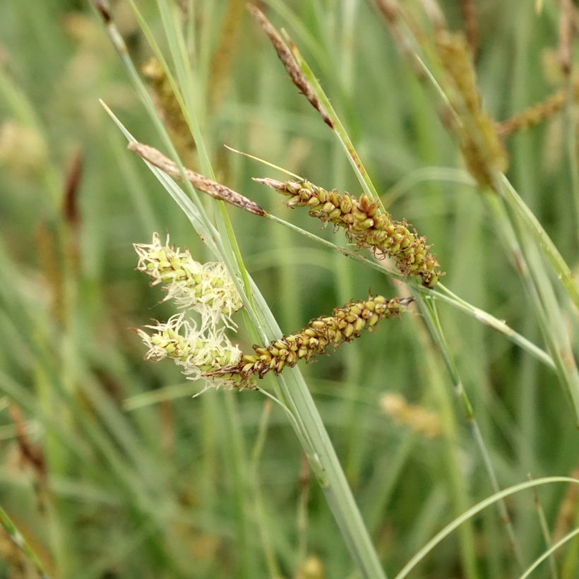Carex flacca Blue Zinger - Laîche glauque (Floraison)