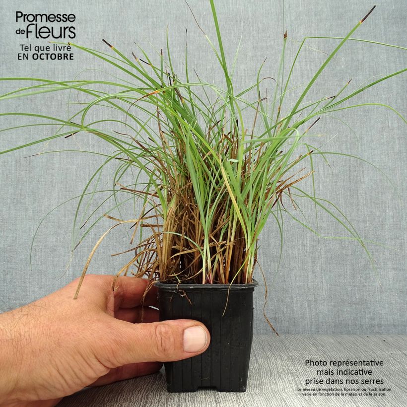 Spécimen de Carex flacca Blue Zinger - Laîche glauque Godet de 8/9 cm tel que livré en automne