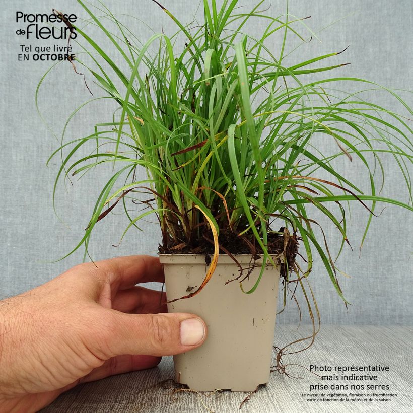 Spécimen de Carex flacca Godet de 8/9 cm tel que livré en automne