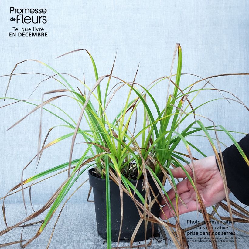 Spécimen de Carex grayi - Laîche massue Pot de 2L/3L tel que livré en automne