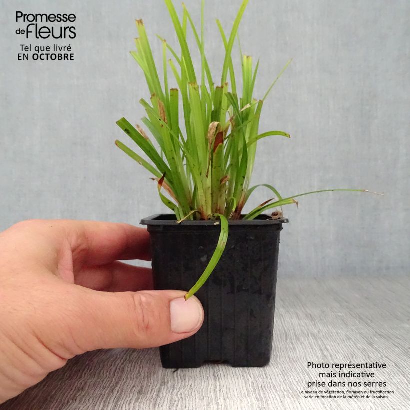 Spécimen de Carex grayi - Laîche massue Godet de 8/9 cm tel que livré en automne