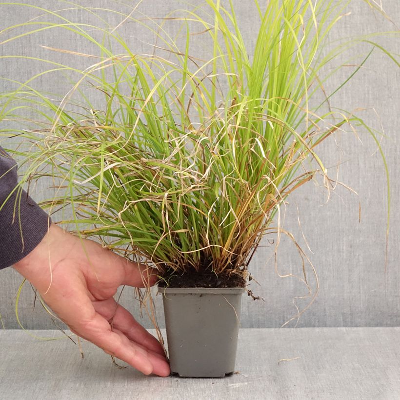 Spécimen de Carex lenta Osaka - Laîche Godet de 8/9 cm tel que livré en automne