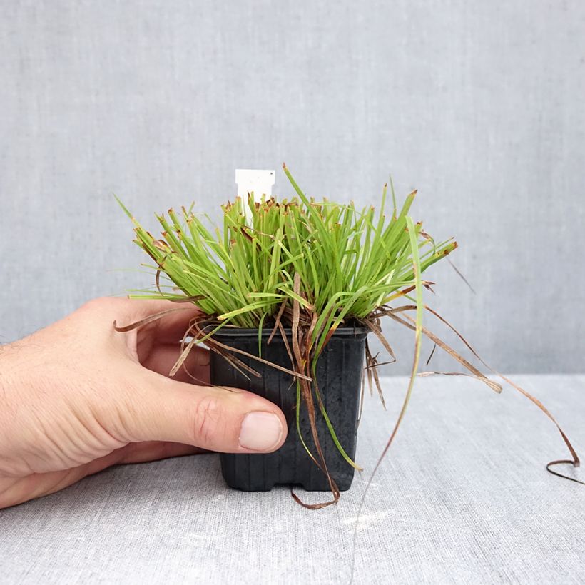 Spécimen de Carex montana - Laîche des montagnes Godet de 8/9 cm tel que livré en automne