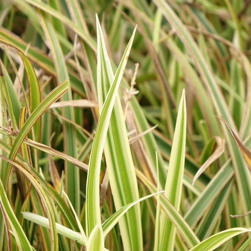 Carex morrowii Goldband - Laîche du Japon (Feuillage)