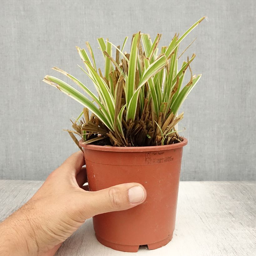 Spécimen de Carex morrowii Goldband - Laîche du Japon Pot de 1L/1,5L tel que livré en été