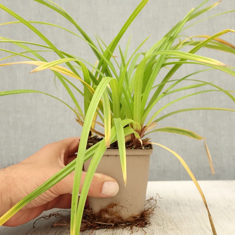 Spécimen de Carex morrowii Irish Green - Laîche du Japon Godet de 8/9 cm tel que livré en automne