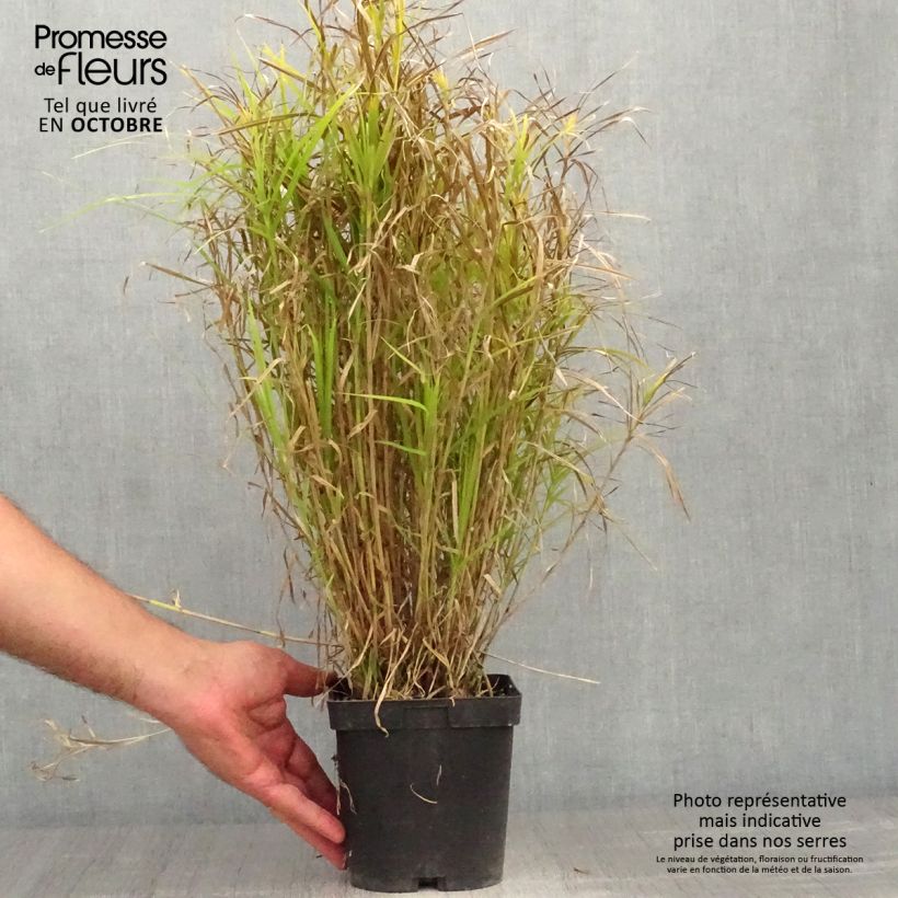 Spécimen de Carex muskingumensis - Laiche d Amerique Pot de 2L/3L tel que livré en automne