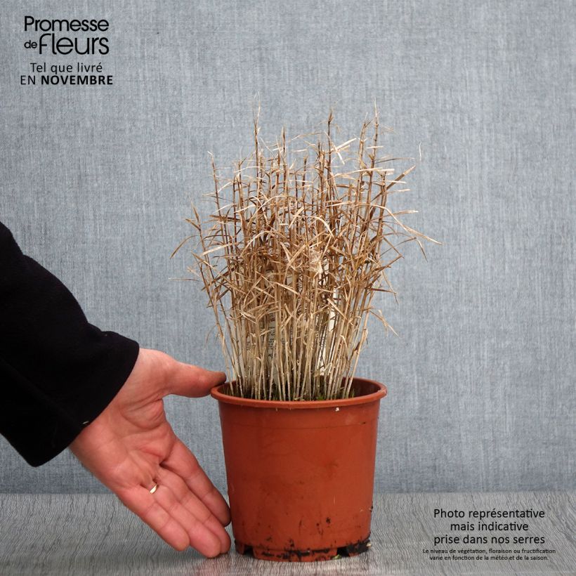 Spécimen de Carex muskingumensis Little Midge - Laîche d'Amérique Pot de 1L/1,5L tel que livré en automne