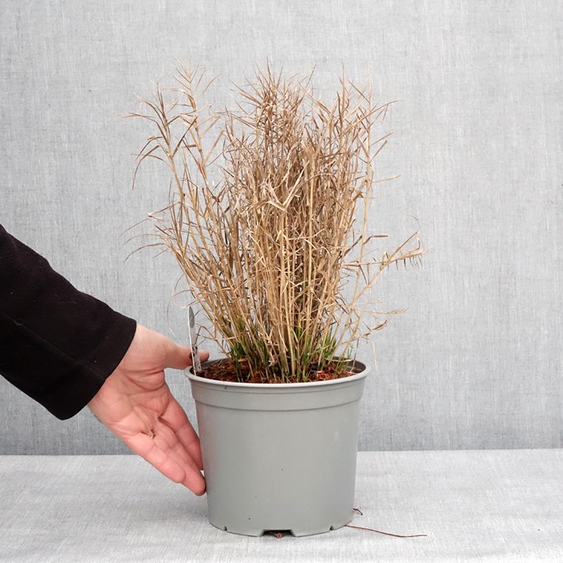 Spécimen de Carex muskingumensis Little Midge - Laîche d'Amérique Pot de 3L/4L tel que livré en hiver