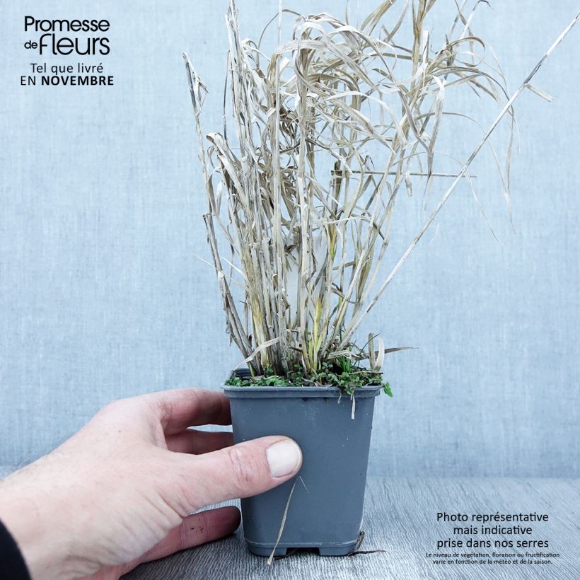 Spécimen de Carex muskingumensis Oehme - Laîche palmée Godet de 8/9 cm tel que livré en automne