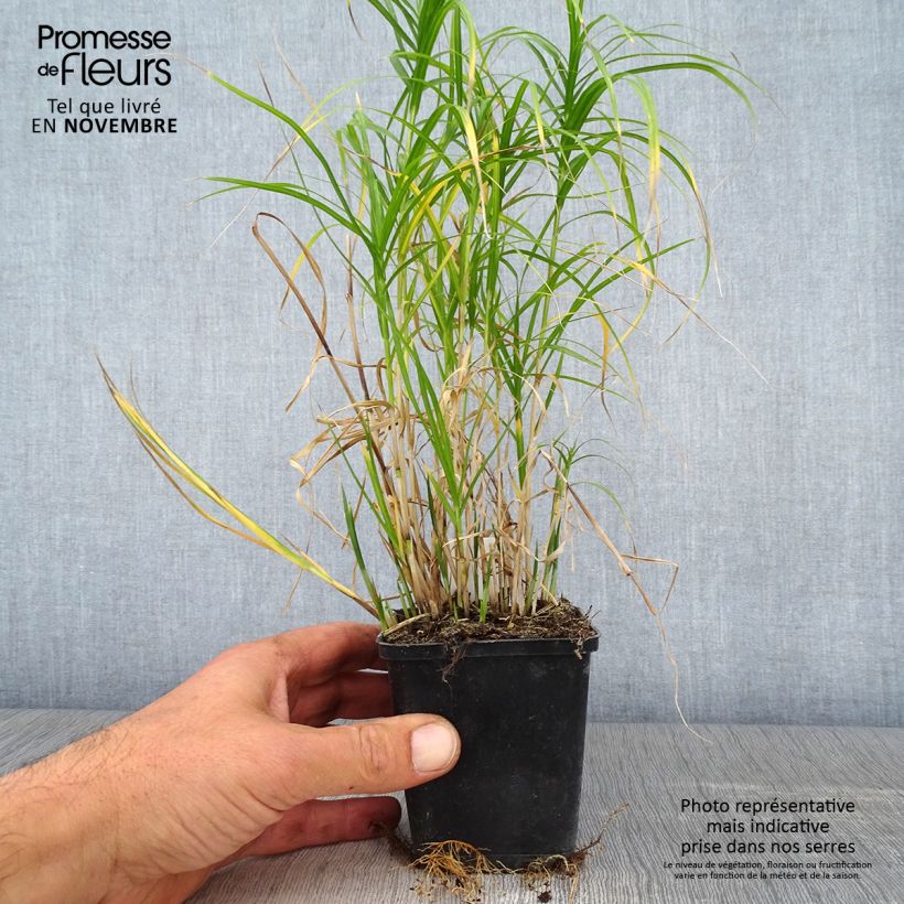 Spécimen de Carex muskingumensis Silberstreif - Laîche d'Amérique Godet de 8/9 cm tel que livré en automne