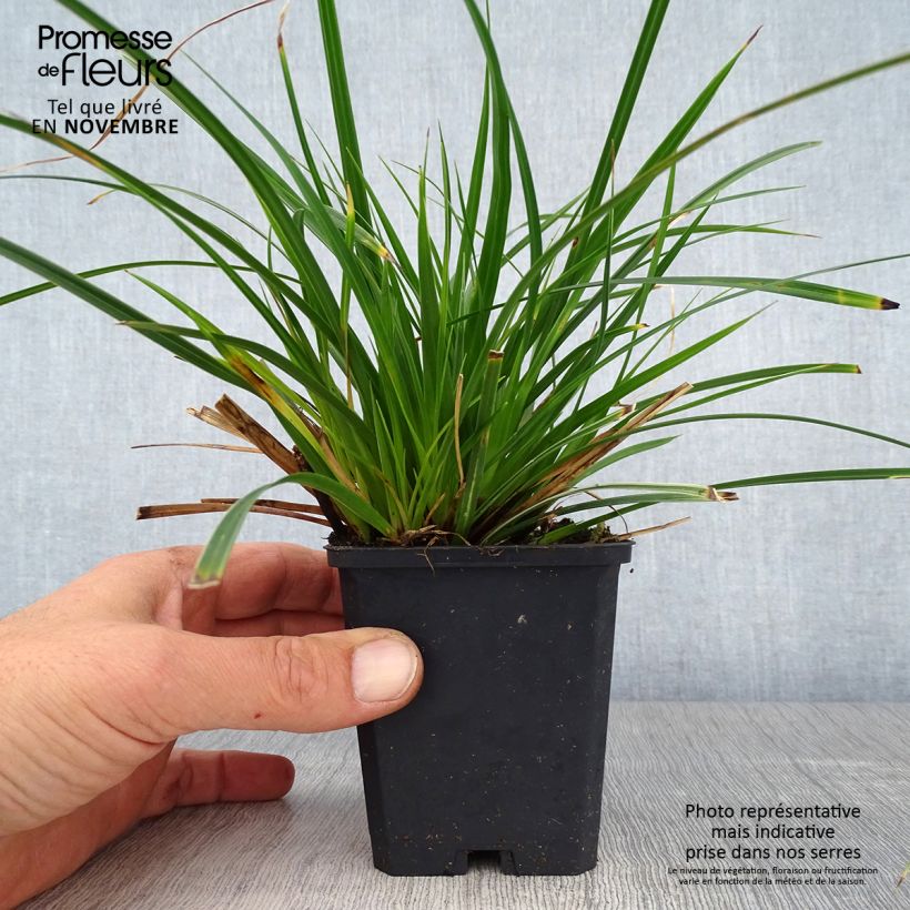 Spécimen de Carex muskingumensis Variegata - Laîche palmée Godet de 8/9 cm tel que livré en automne