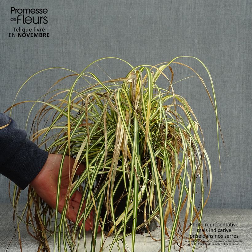 Spécimen de Carex oshimensis Everest® - Laîche d'Oshima Pot de 2L/3L tel que livré en automne
