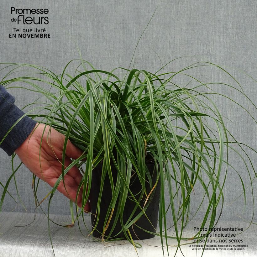 Spécimen de Carex oshimensis Everlime - Laîche d'Oshima  Pot de 2L/3L tel que livré en automne