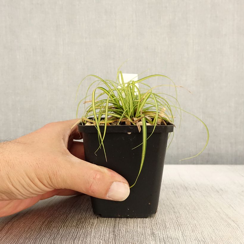 Spécimen de Carex oshimensis Eversheen - Laîche d'Oshima Godet de 8/9 cm tel que livré en automne
