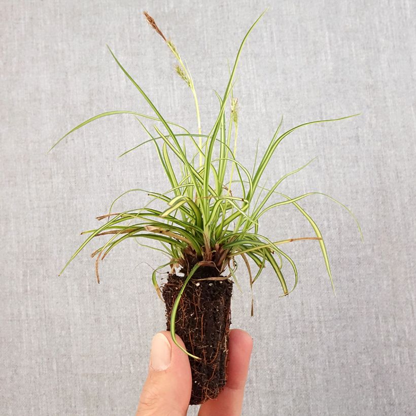 Spécimen de Carex oshimensis Eversheen - Laîche d'Oshima Mini-motte Ø 3/4 cm tel que livré au printemps