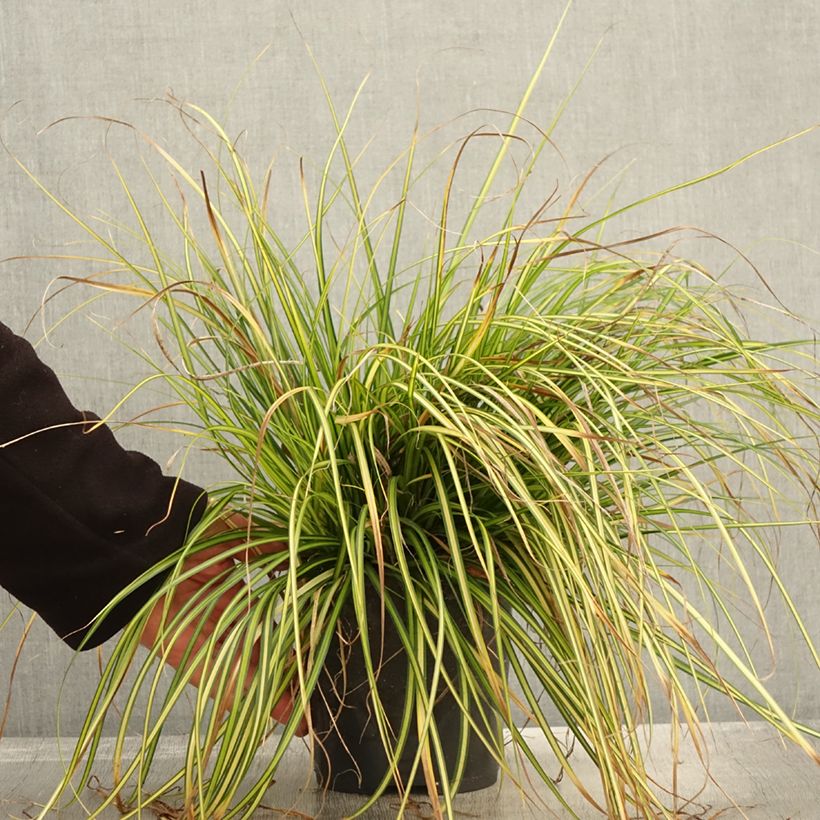 Spécimen de Carex oshimensis Eversheen - Laîche d'Oshima Pot de 2L/3L tel que livré en automne