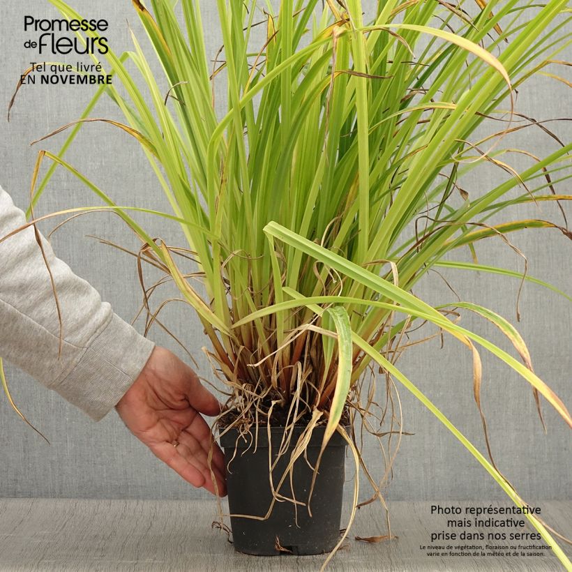 Spécimen de Carex pendula - Laîche pendante Pot de 2L/3L tel que livré en automne