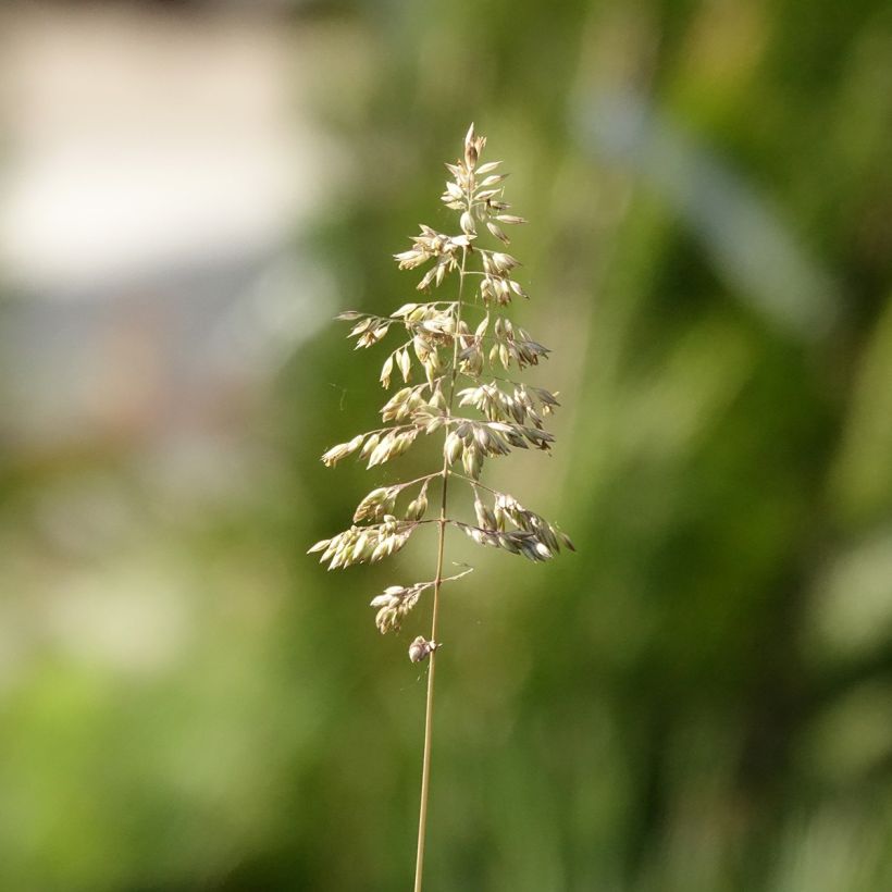 Carex pensylvanica - Carex ou Laîche de Pennsylvanie (Floraison)
