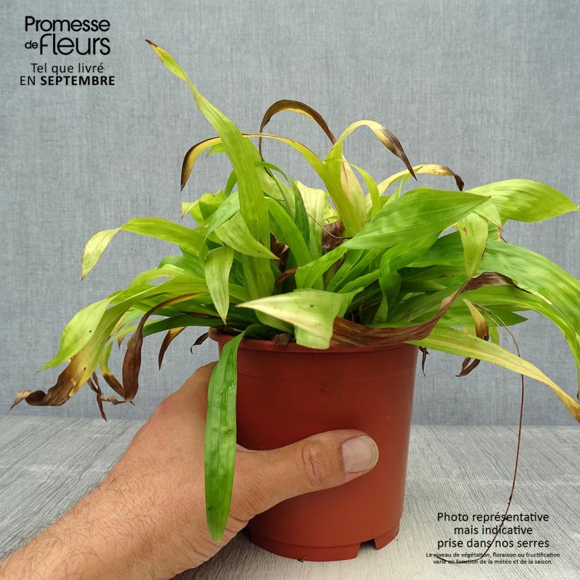 Spécimen de Carex plantaginea - Laîche à feuilles larges Pot de 1L/1,5L tel que livré en automne