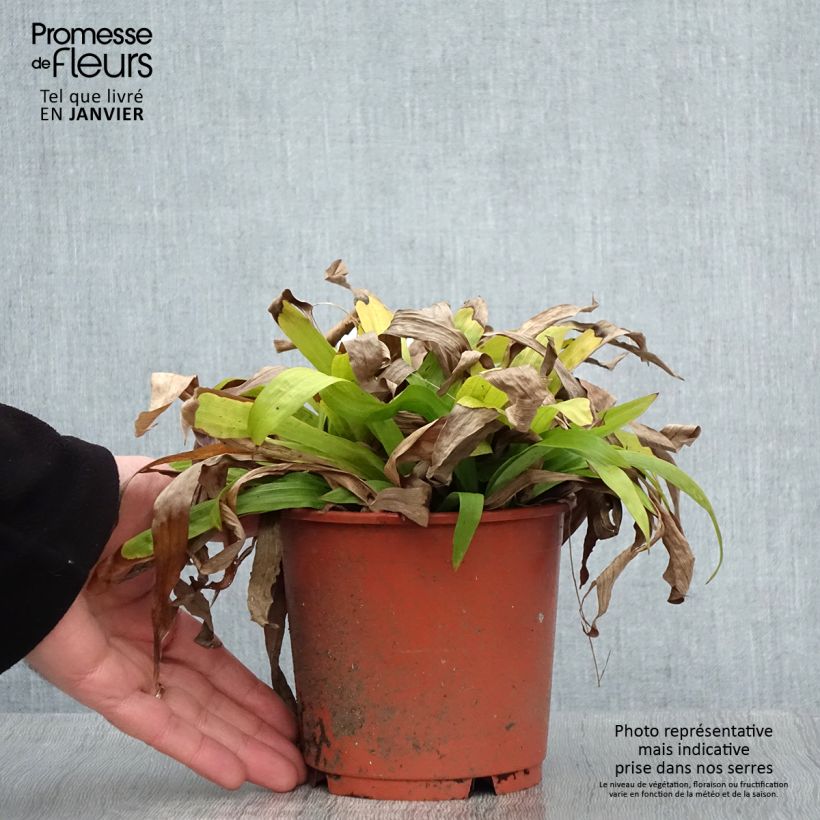 Spécimen de Carex plantaginea - Laîche à feuilles larges Pot de 1L/1,5L tel que livré en hiver