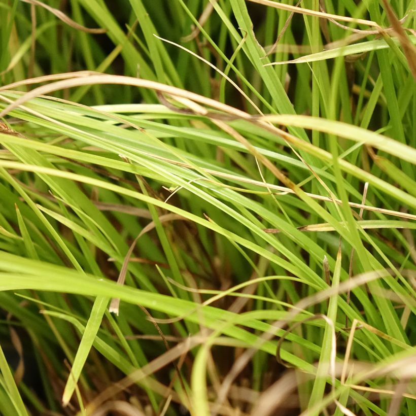 Carex remota - Laîche espacée (Feuillage)