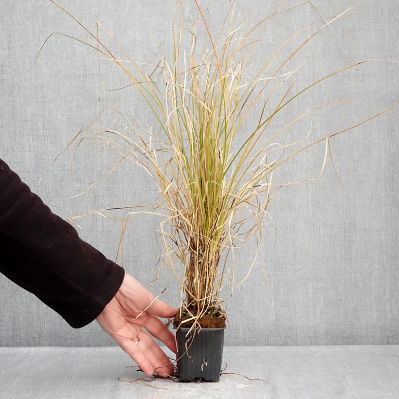 Spécimen de Carex secta - Laîche Godet de 8/9 cm tel que livré en hiver