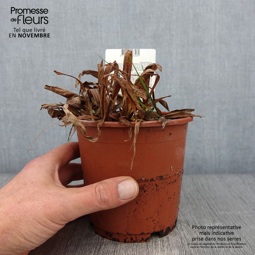 Spécimen de Carex siderosticha Variegata - Laîche Pot de 1L/1,5L tel que livré en automne