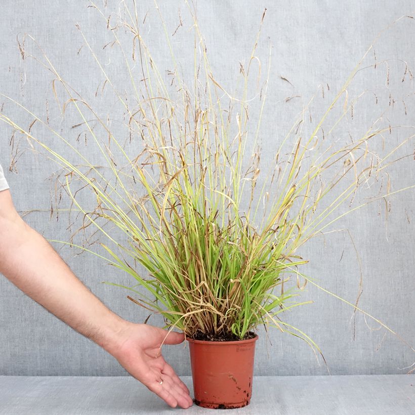 Spécimen de Carex sylvatica - Laîche des bois Pot de 1L/1,5L tel que livré en été