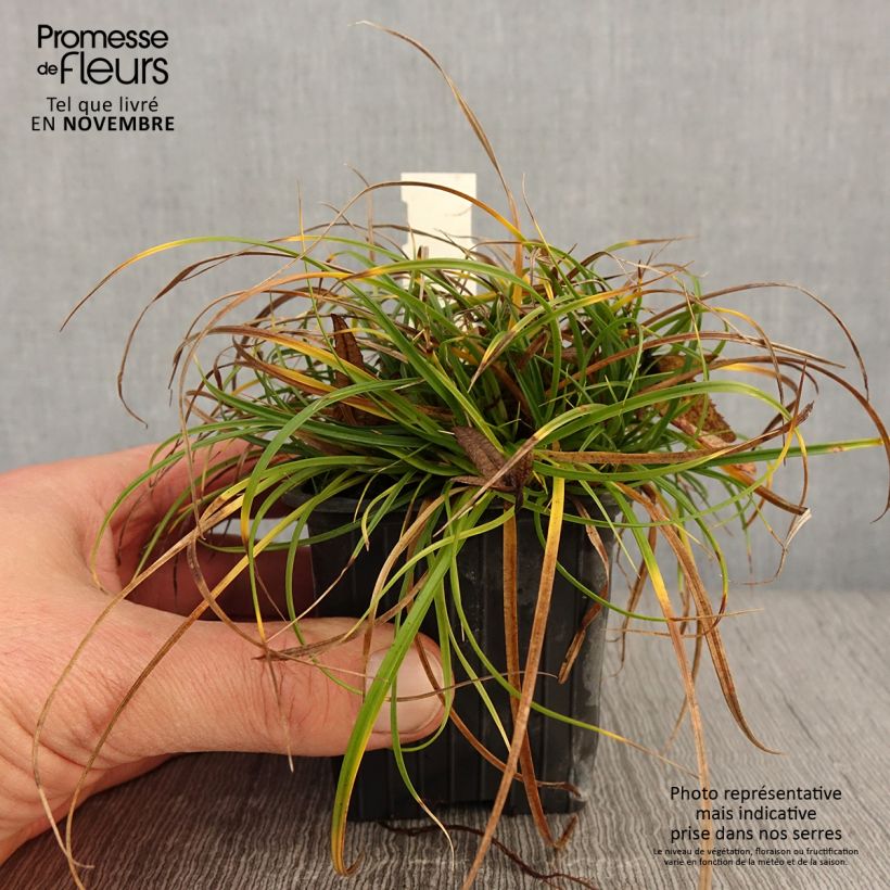 Spécimen de Carex umbrosa - Laîche des ombrages Godet de 8/9 cm tel que livré en automne