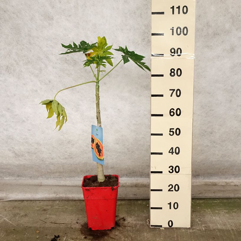 Spécimen de Carica papaya- Papayer Pot de 6L/7L tel que livré en automne