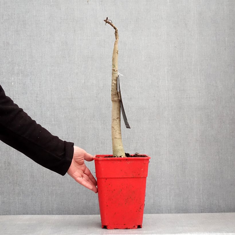 Spécimen de Carica papaya- Papayer Pot de 6L/7L tel que livré en hiver