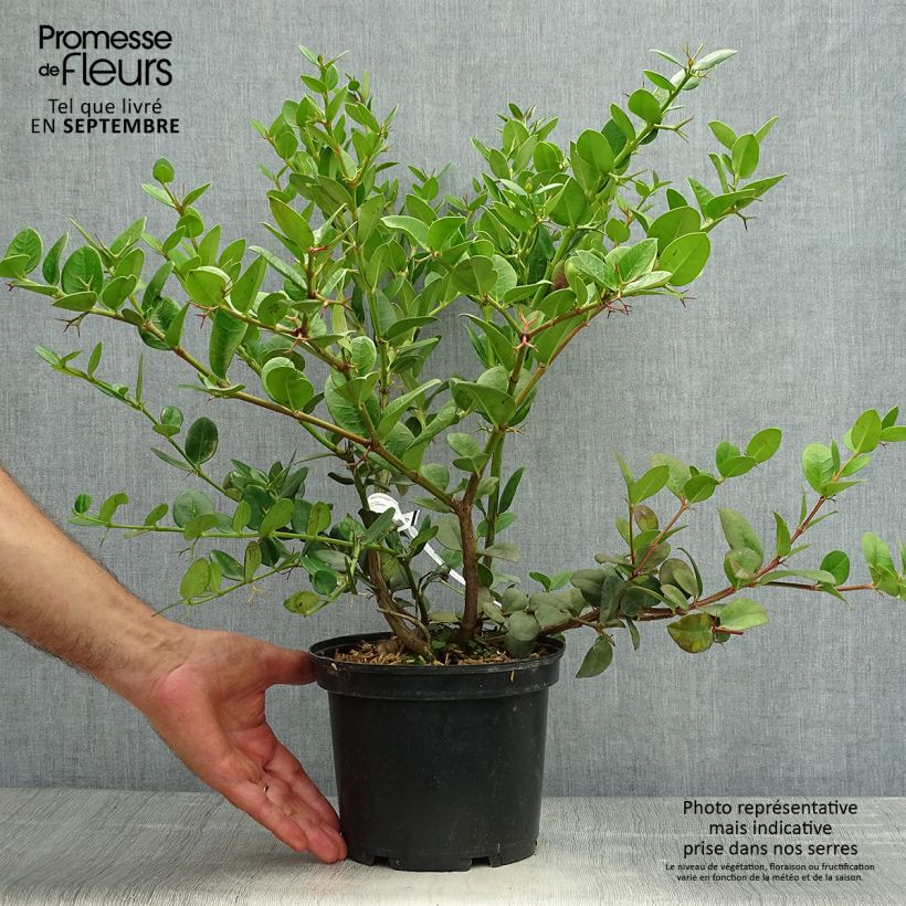 Spécimen de Carissa macrocarpa - Prunier du Natal Pot de 2L/3L tel que livré en automne