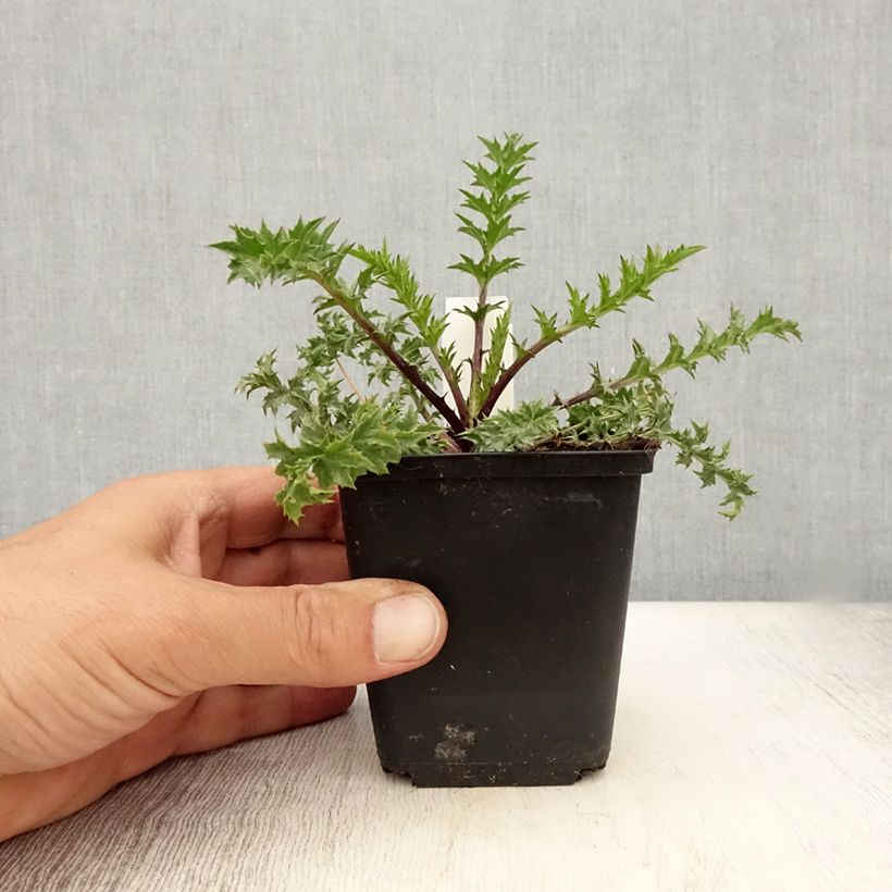 Spécimen de Carlina acaulis ssp. simplex Bronze - Carline des Alpes Godet de 8/9 cm tel que livré en été