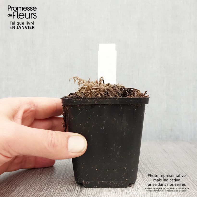 Spécimen de Carlina acaulis ssp. simplex Bronze - Carline des Alpes Godet de 8/9 cm tel que livré en hiver