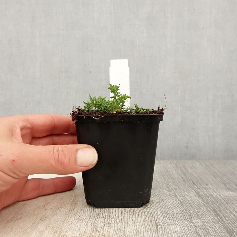 Amostra de Carlina acaulis subsp. simplex Vaso de 8/9 cm tal como entregue na primavera