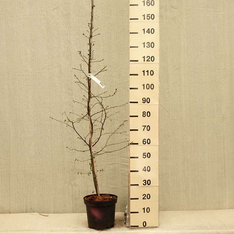 Carpinus betulus - Carpino bianco Vaso da 4L/5L esemplare consegnato in primavera