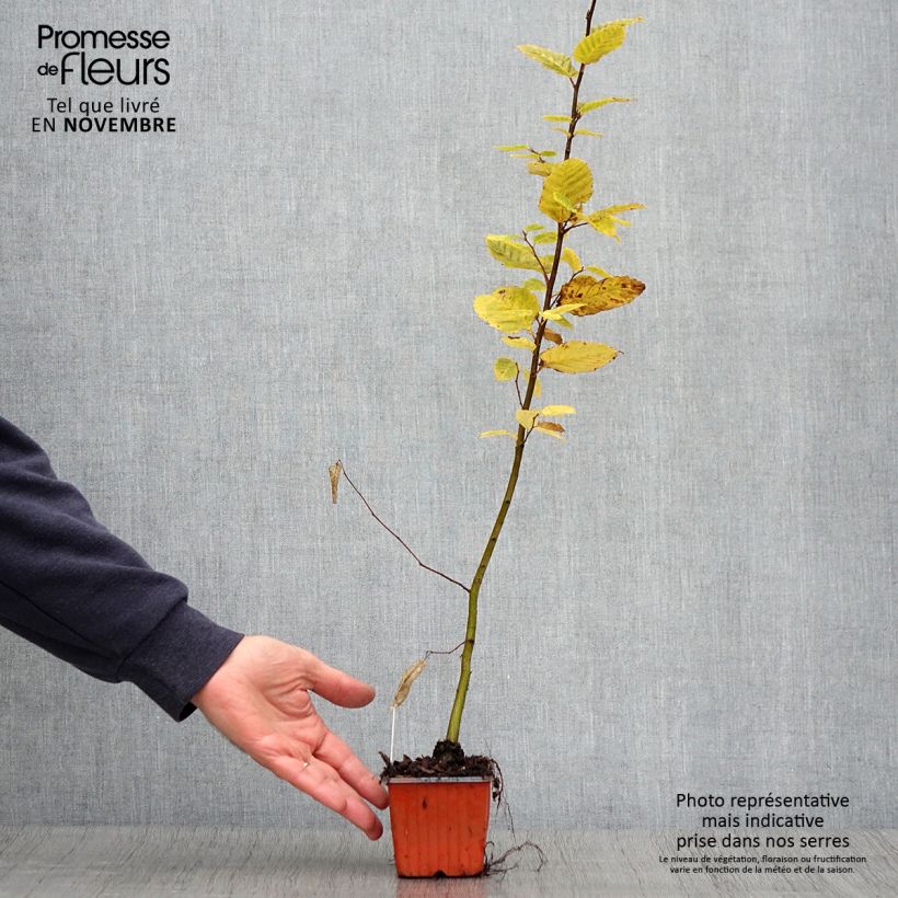 Spécimen de Carpinus betulus - Charme commun, Charmille  Godet de 8/9 cm tel que livré en automne